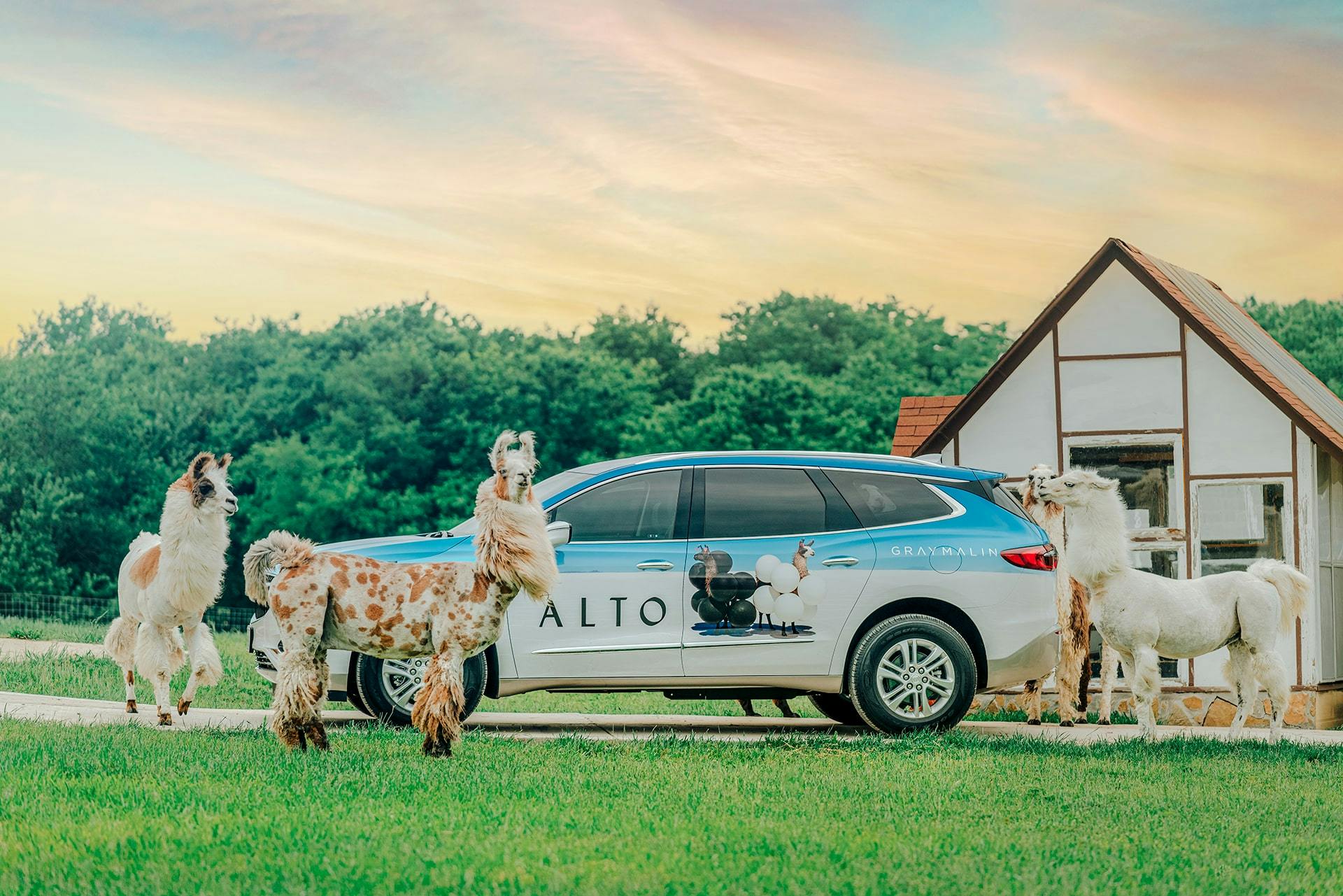 Alto shoot for the Gray Malin Llama car at a Llama farm!