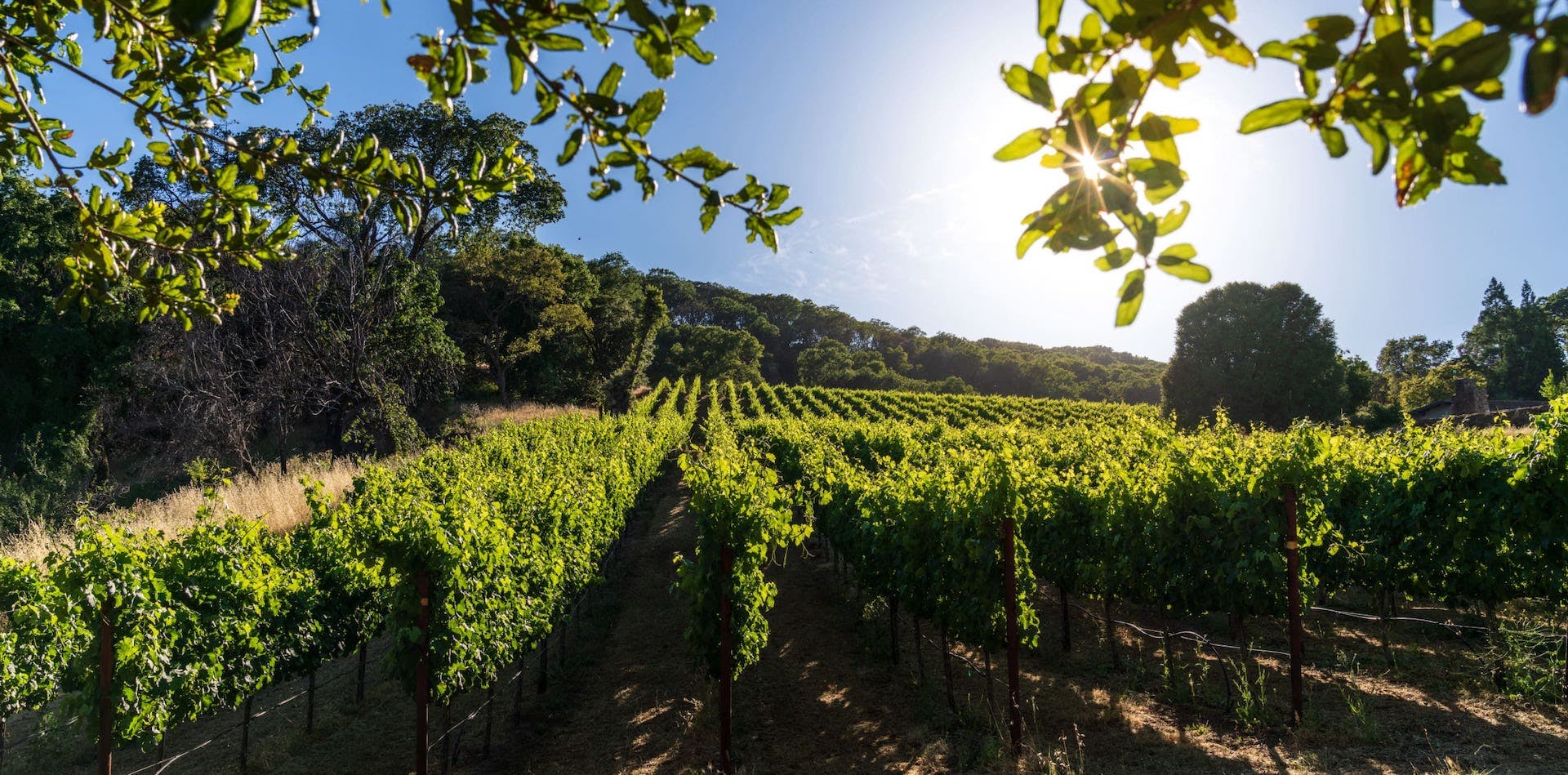 Scenic photo of vineyards at Jack Winery