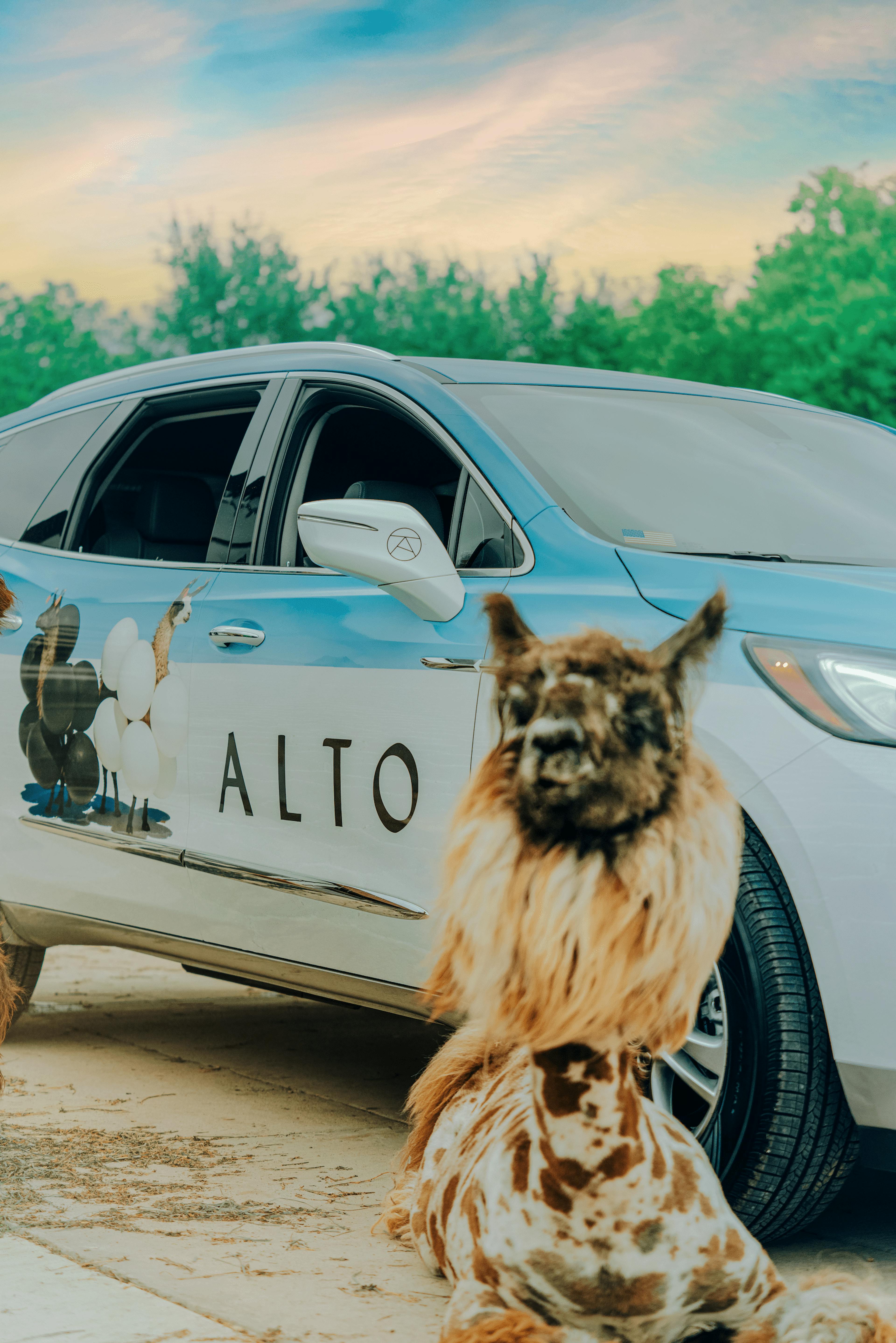 Alto Rideshare art car wrapped with gray malin llama art next to a real life llama