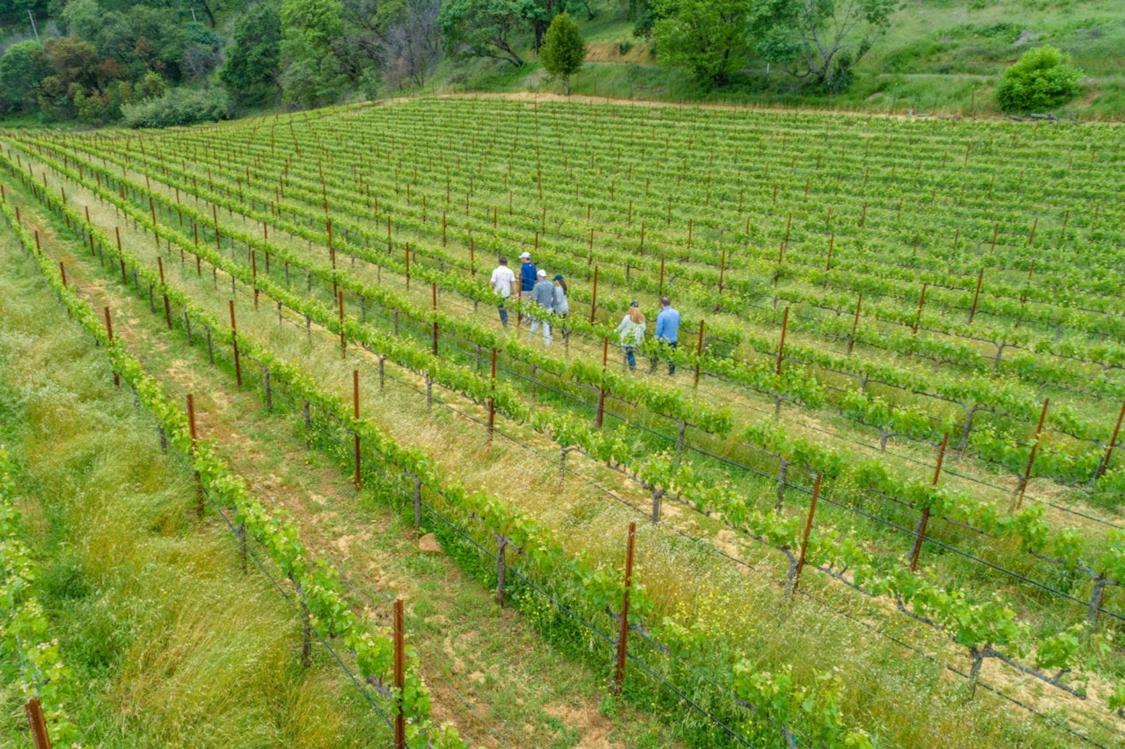 Guests walking through the Two Old Dogs winery