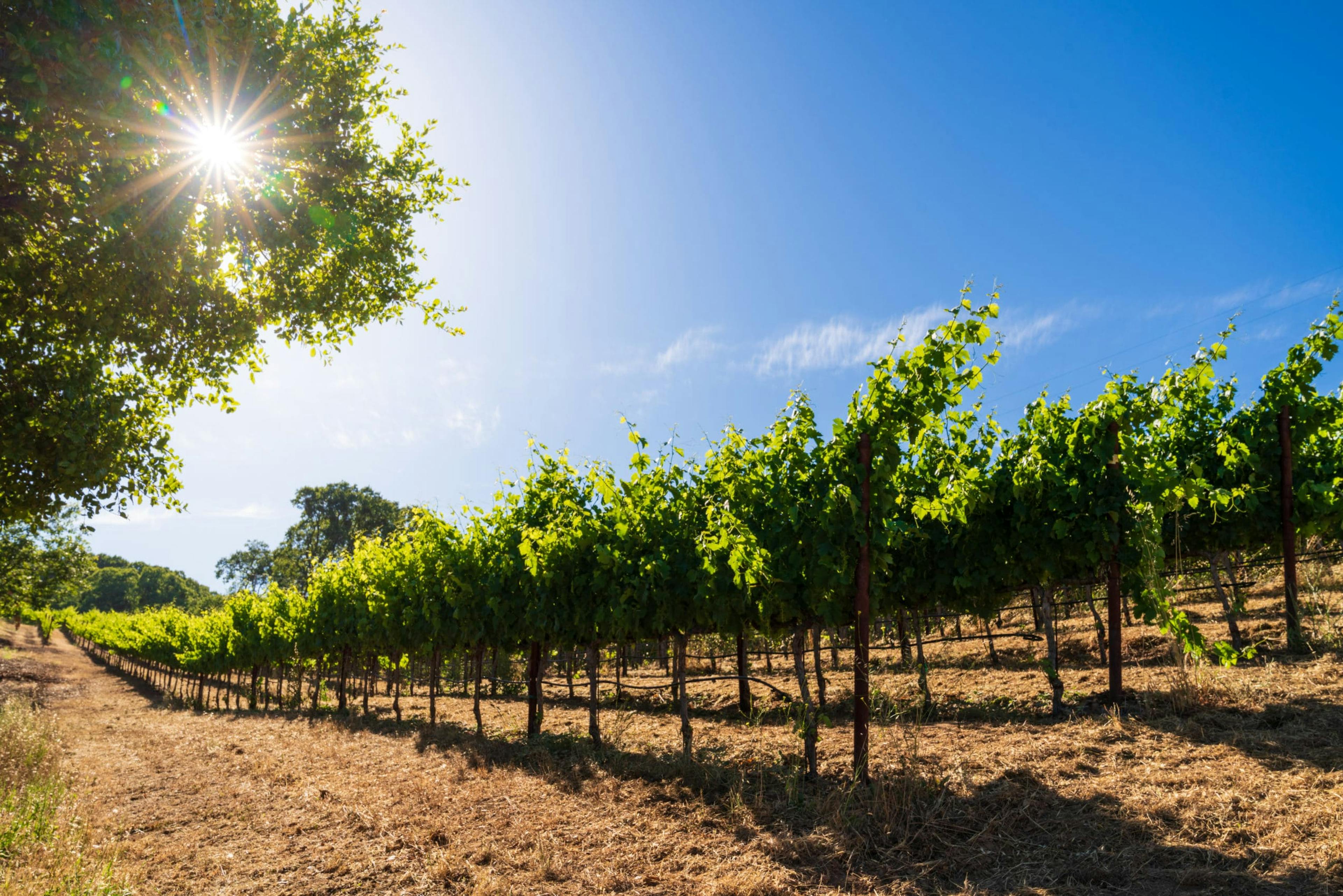 Jack Winery grape vines