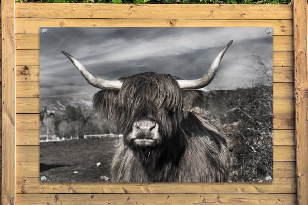 Tuinposter zwart-wit met schotse hooglander
