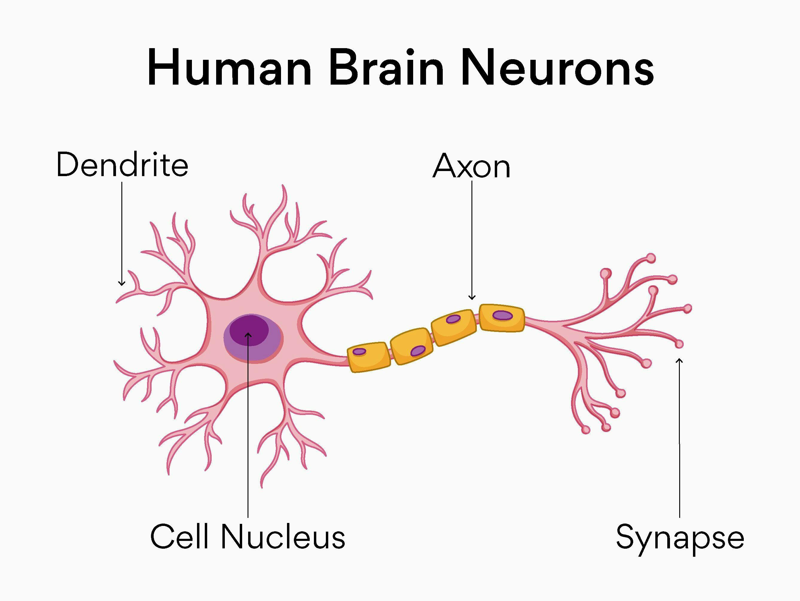Human brain neurons functionality in AI.webp