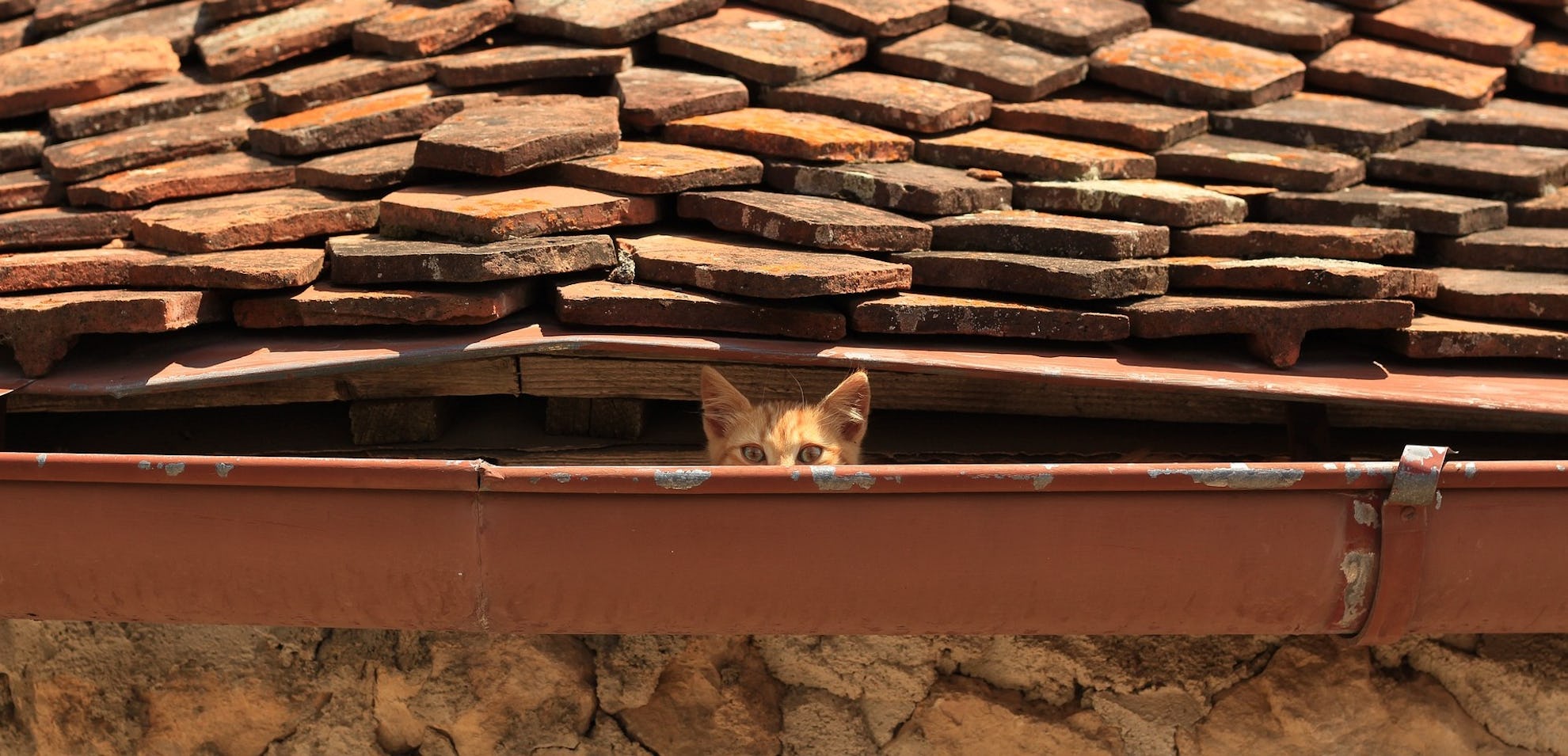 Katze auf dem Dach vom alten Haus aus Siebenbürgen