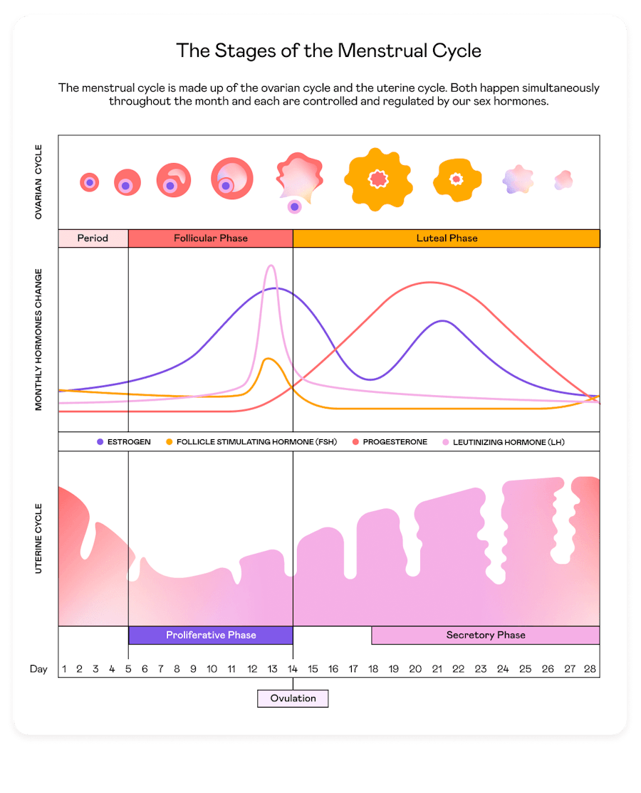 Four Phases What Is Female Period Cycle Fertility 36 Days Between
