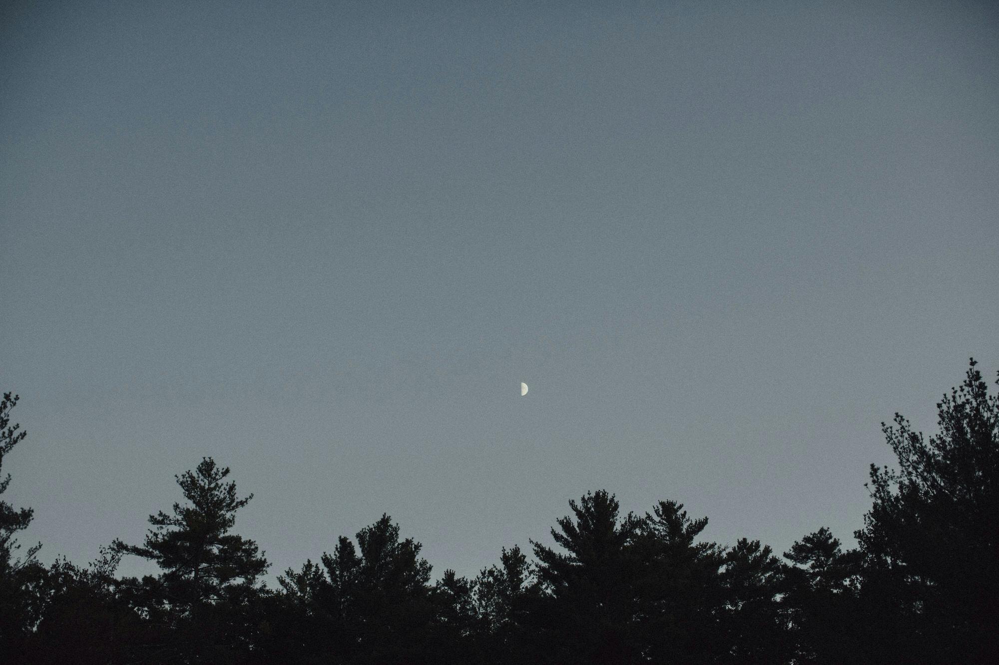 moon at night among the trees