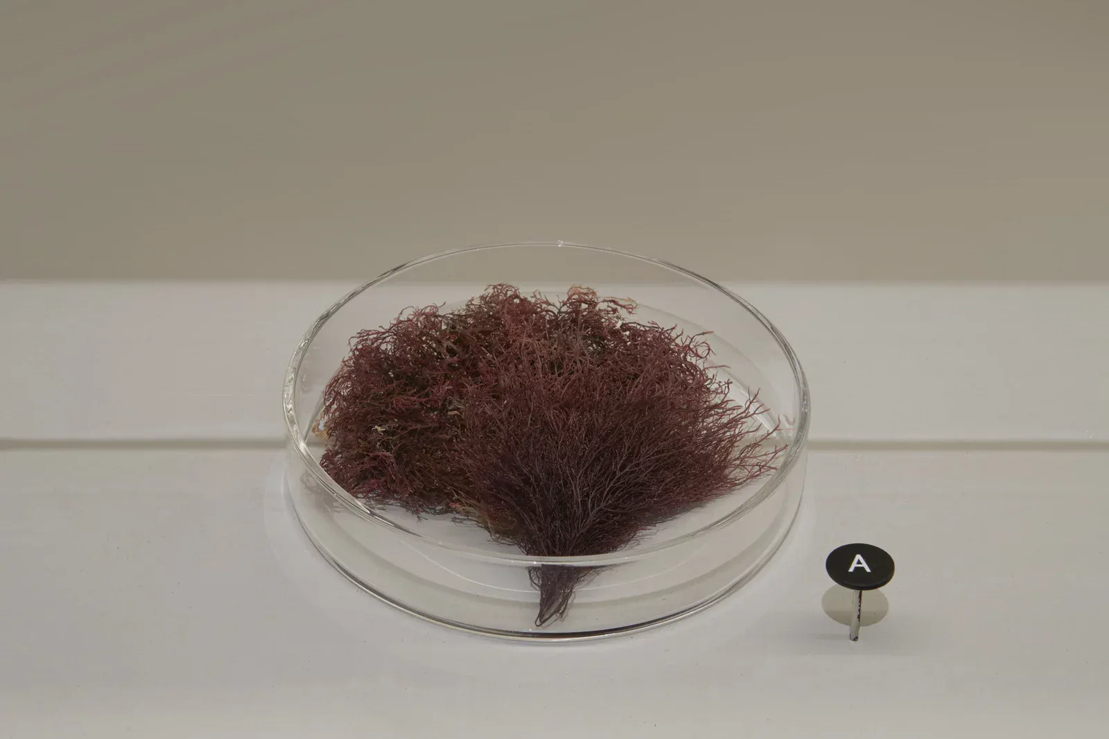 Object detail from Common Good at the Powerhouse Museum. A clear glass petri dish on a pale plinth holds a tuft of fine reddish-purple algae or dried plant material, accompanied by a small circular label marked "A." U-P(co)2010