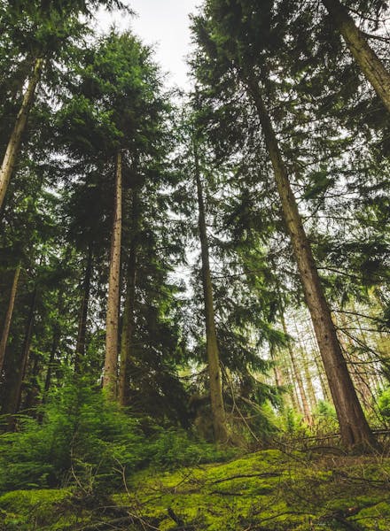 Forêt