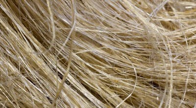 Fibres de chanvre