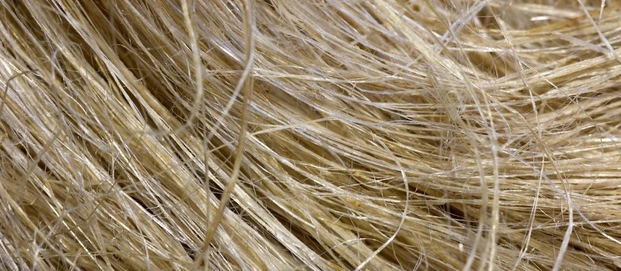 Fibres de chanvre