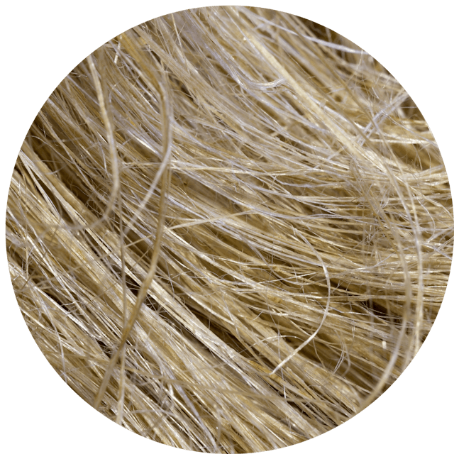 Fibres de chanvre