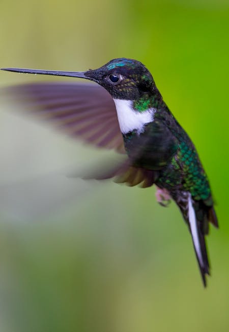 Oiseau