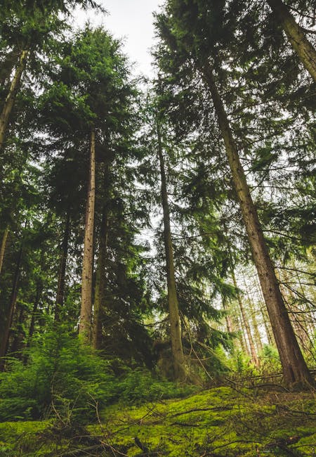 Forêt