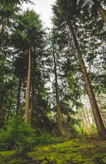 Forêt