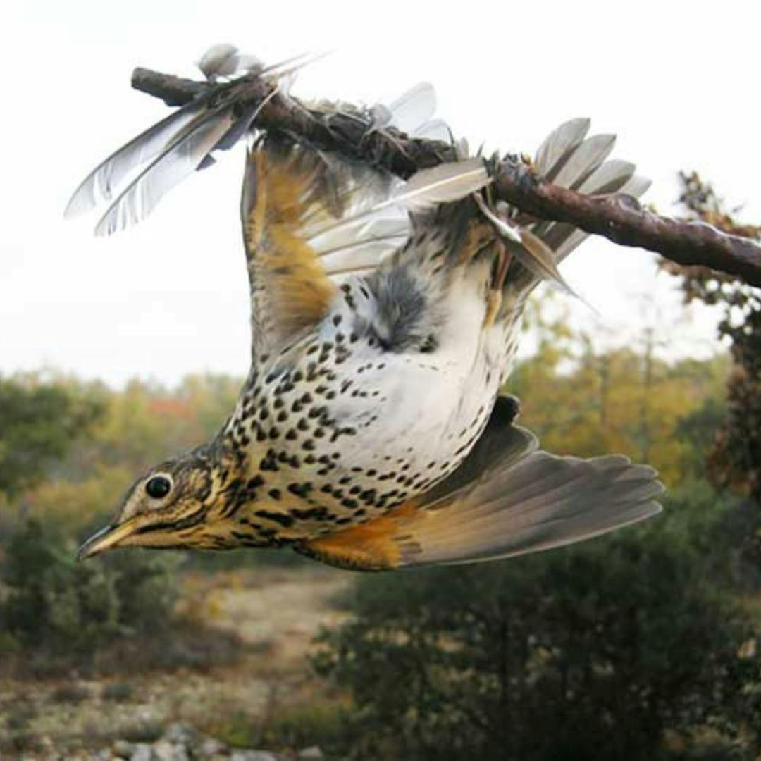 Oiseau collé sur une branche