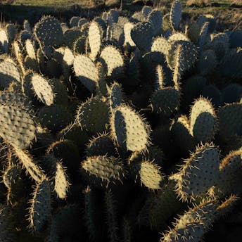 Cactus