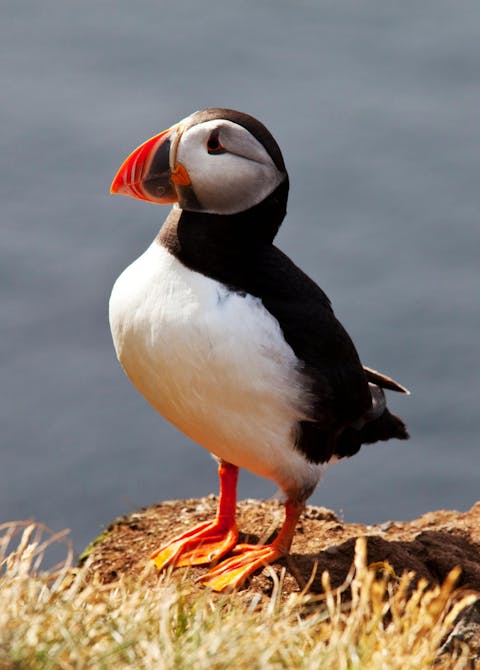 Oiseau - macareux moine