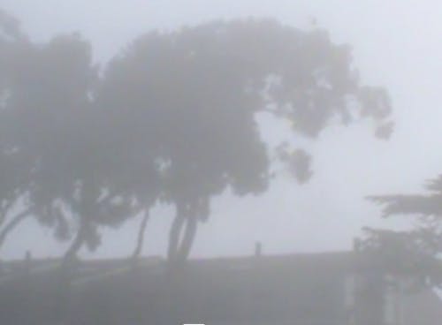 A photography of tree in the misty weather.