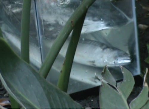 A photography of a dead fish in a fish tank, and the tank is placed in a nature scene