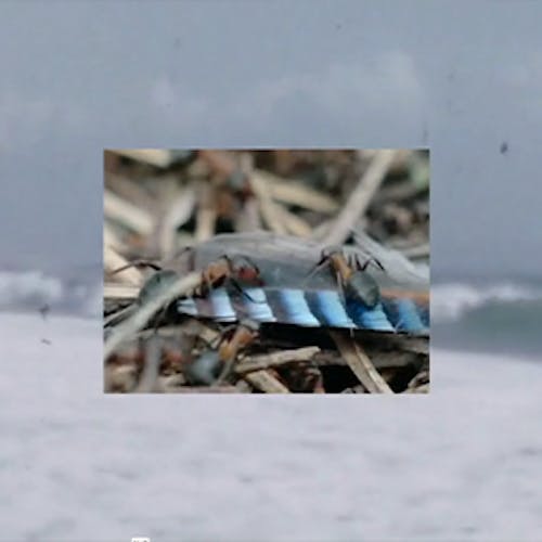 Golden Mountain, 2022, three-channel video