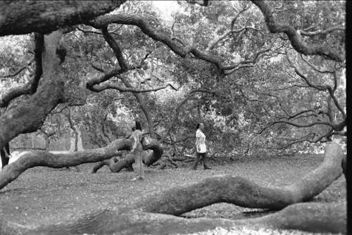 a black and white photo depicting two women walking in opposite directions while admiring the overreaching branches of a large Oak tree