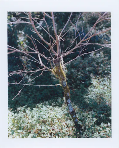 Birds and Moist Pine Needles