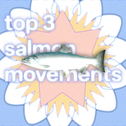 A short motion graphic about different salmon movements. It includes swimming, jumping, and the salmon cannon.