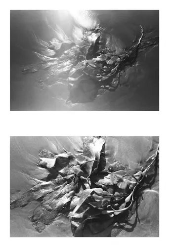 seaweed diptych