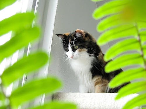 A photograph of a calico cat framed by two fern leaves