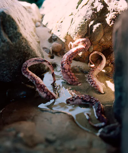 A canal and a cavity 