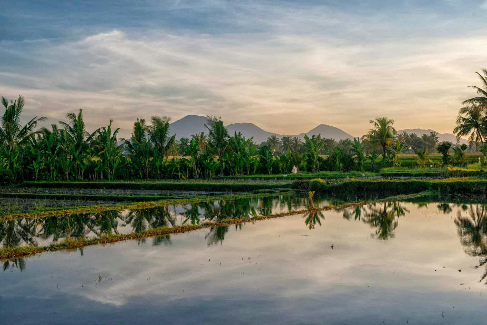 ricefields and mountains