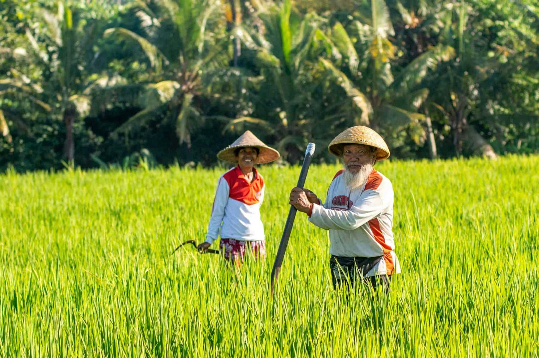 locals in the ricefields