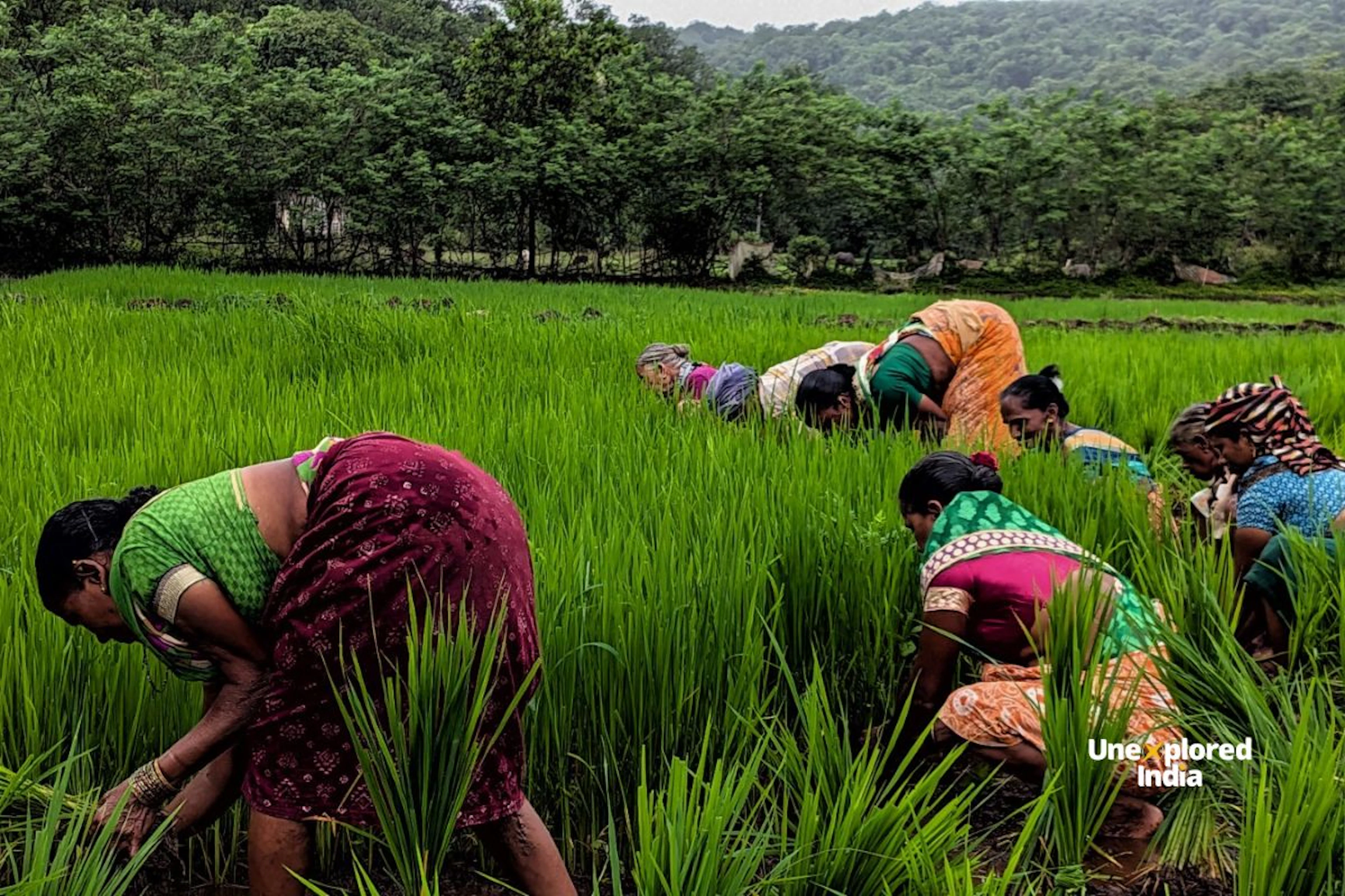 Konkan monsoon paddy fields bringing the countryside to life