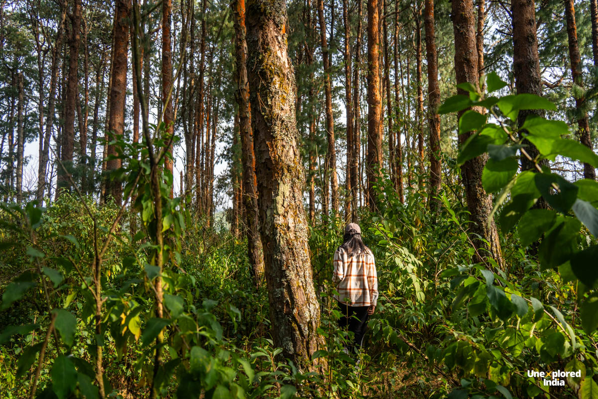 Traveller walking through a dense pine forest on the Nilgiris trek, surrounded by tall trees and lush undergrowth