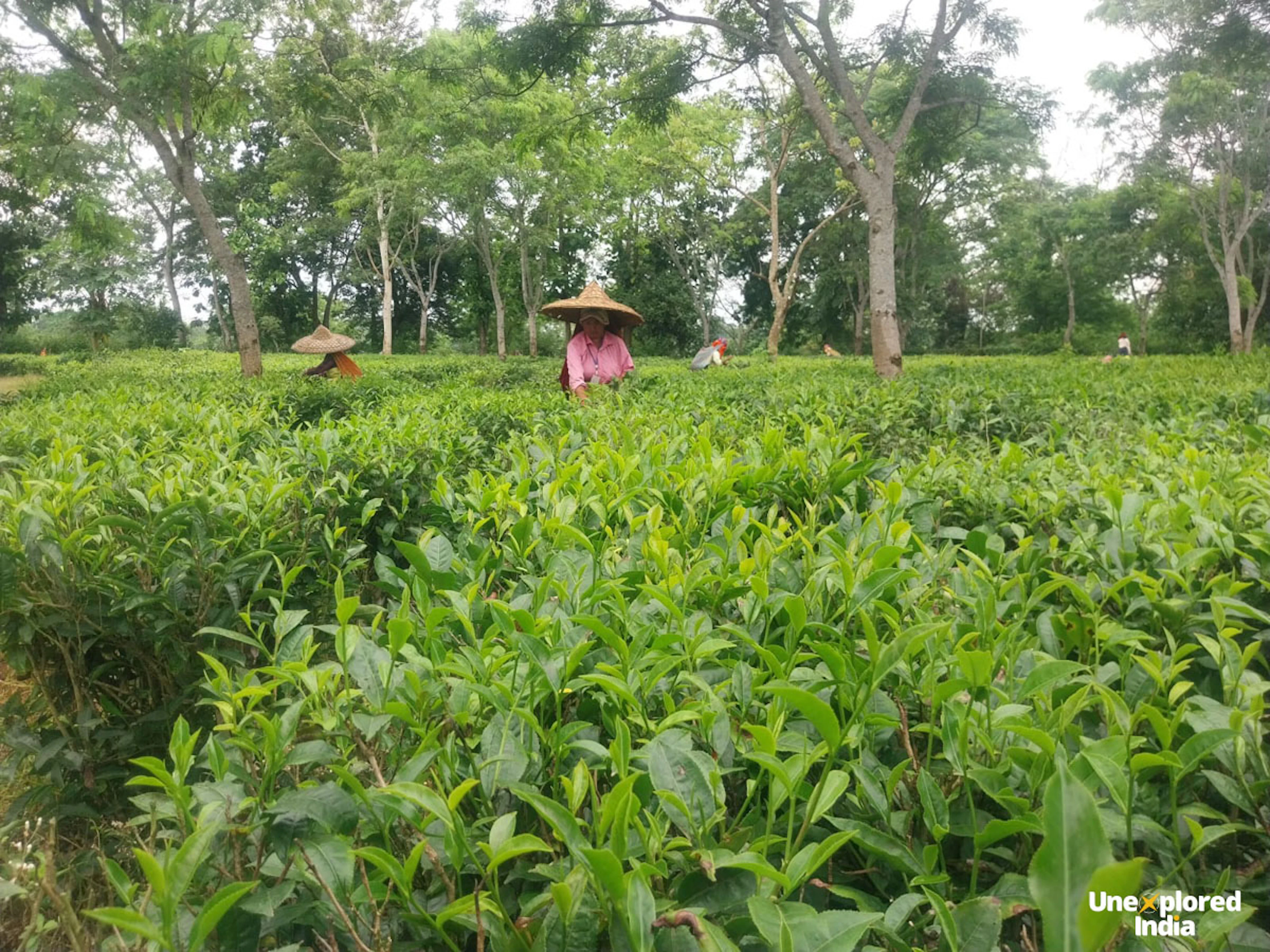 Women plucking tea on a tea plantation