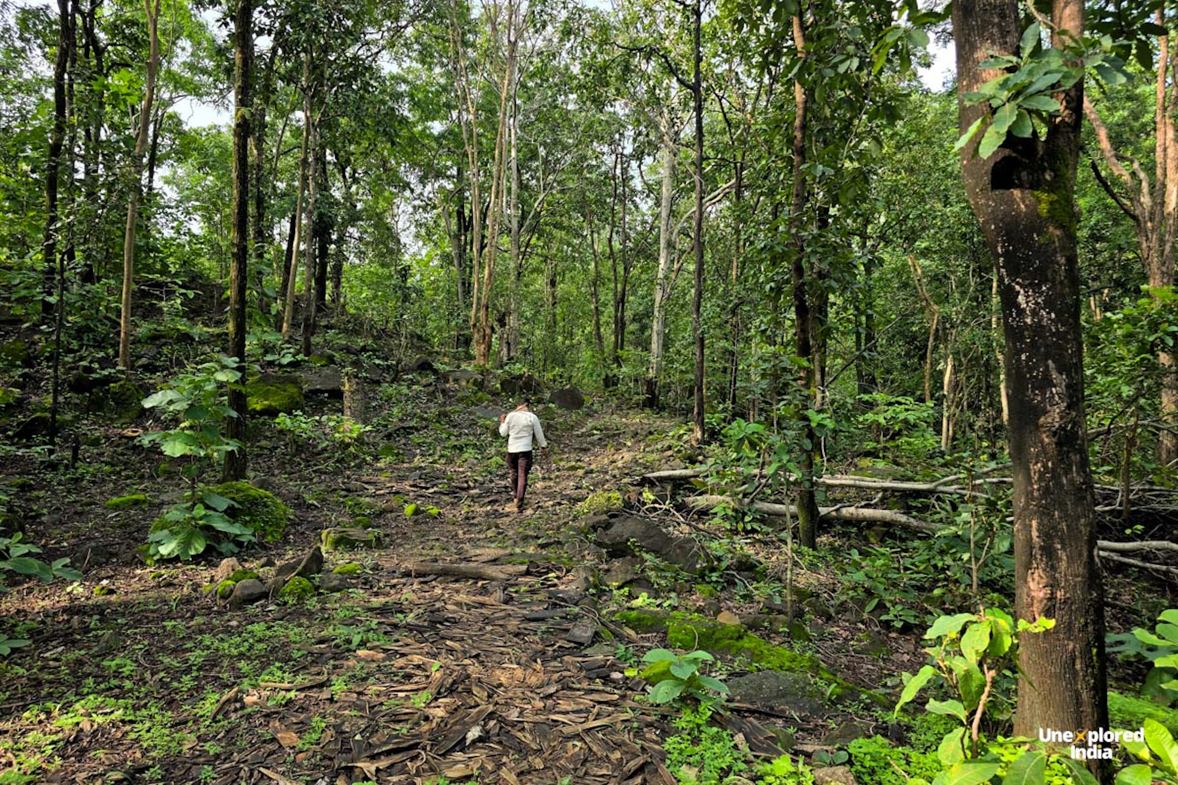 Short hike through the forest towards Patalkot Gorge in the Satpura landscape of Madhya Pradesh