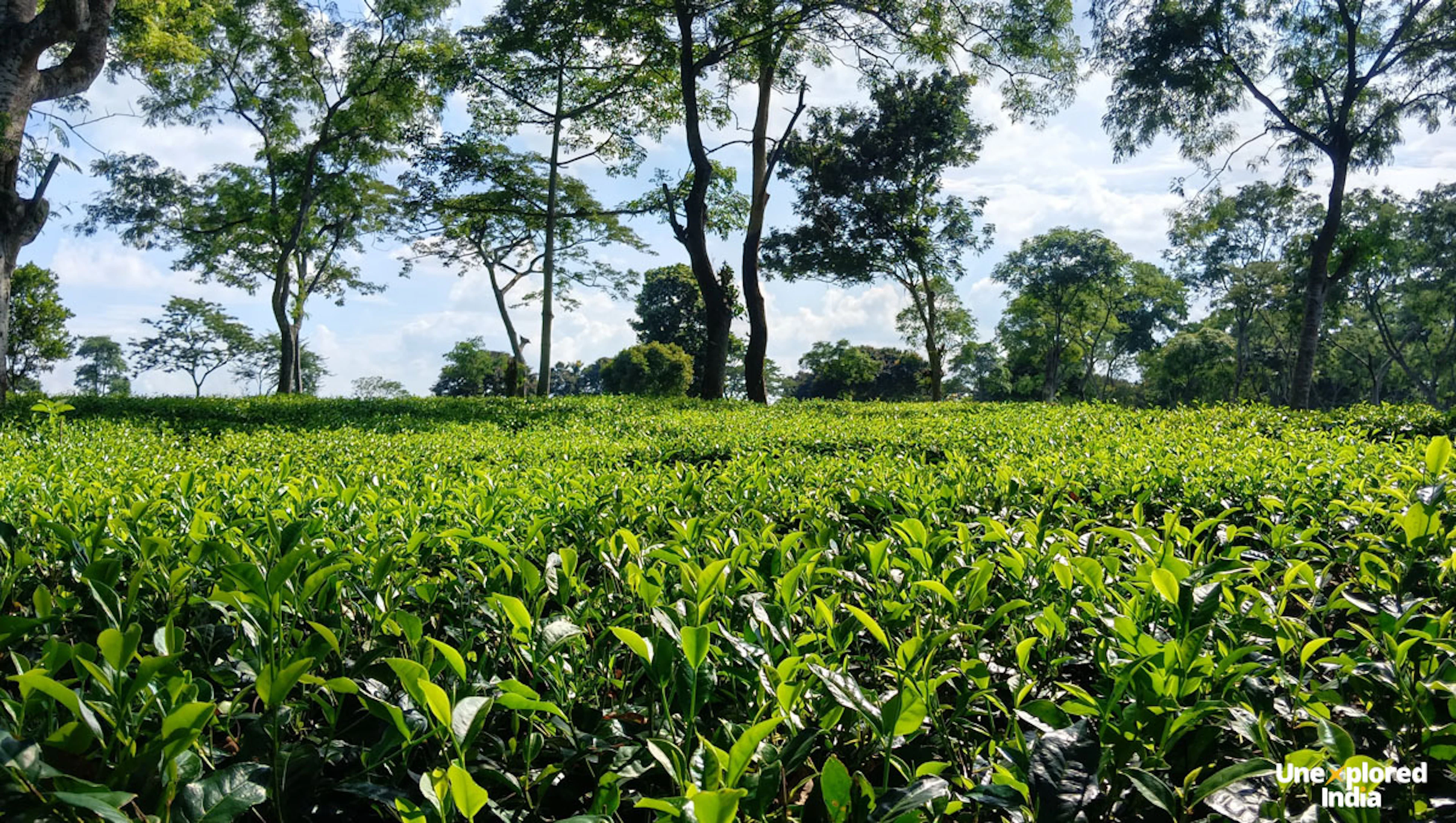A close up of the tea leaves in a tea estate