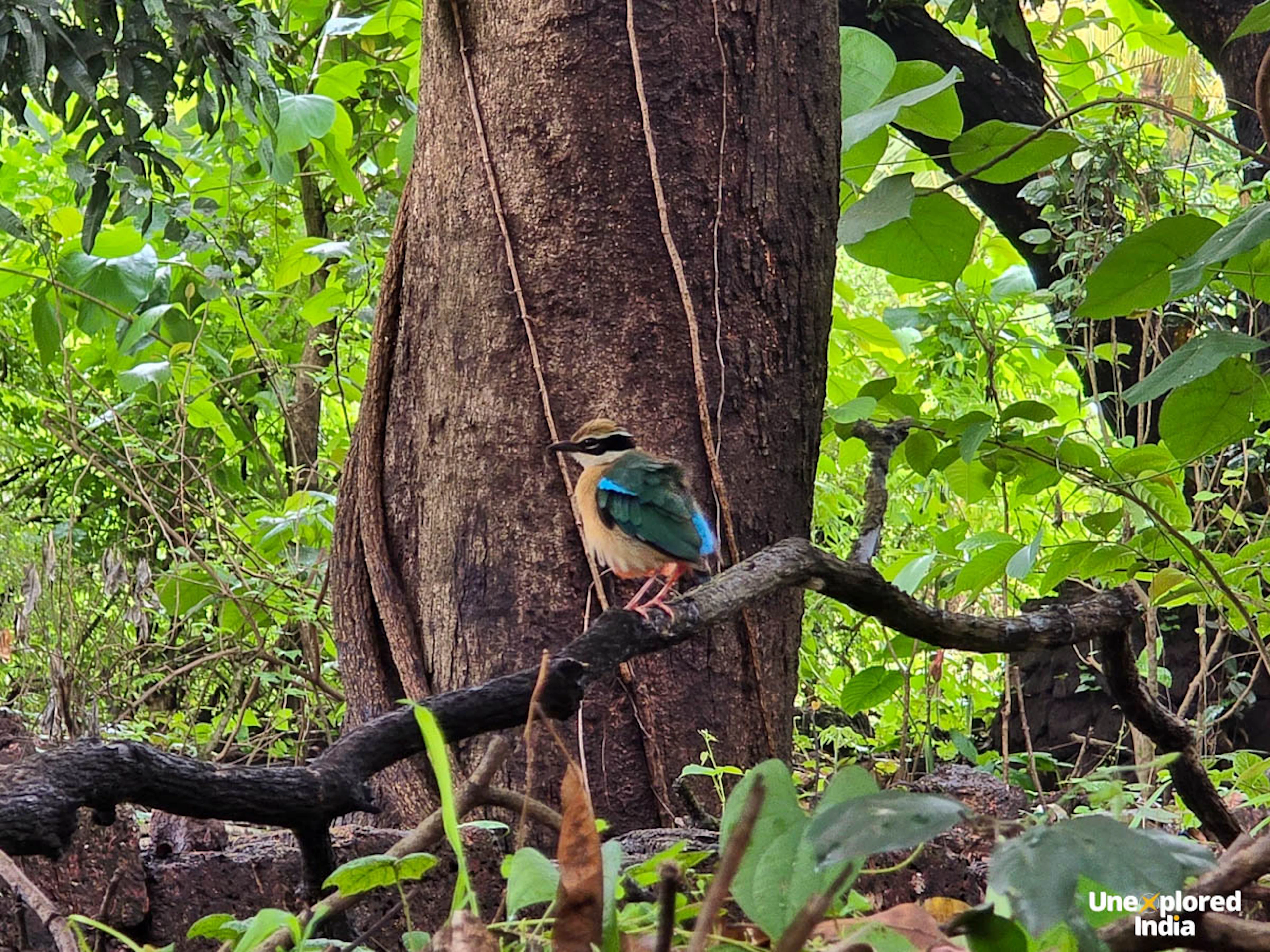 Indian Pitta bird sighting during a Konkan monsoon trip in the forests
