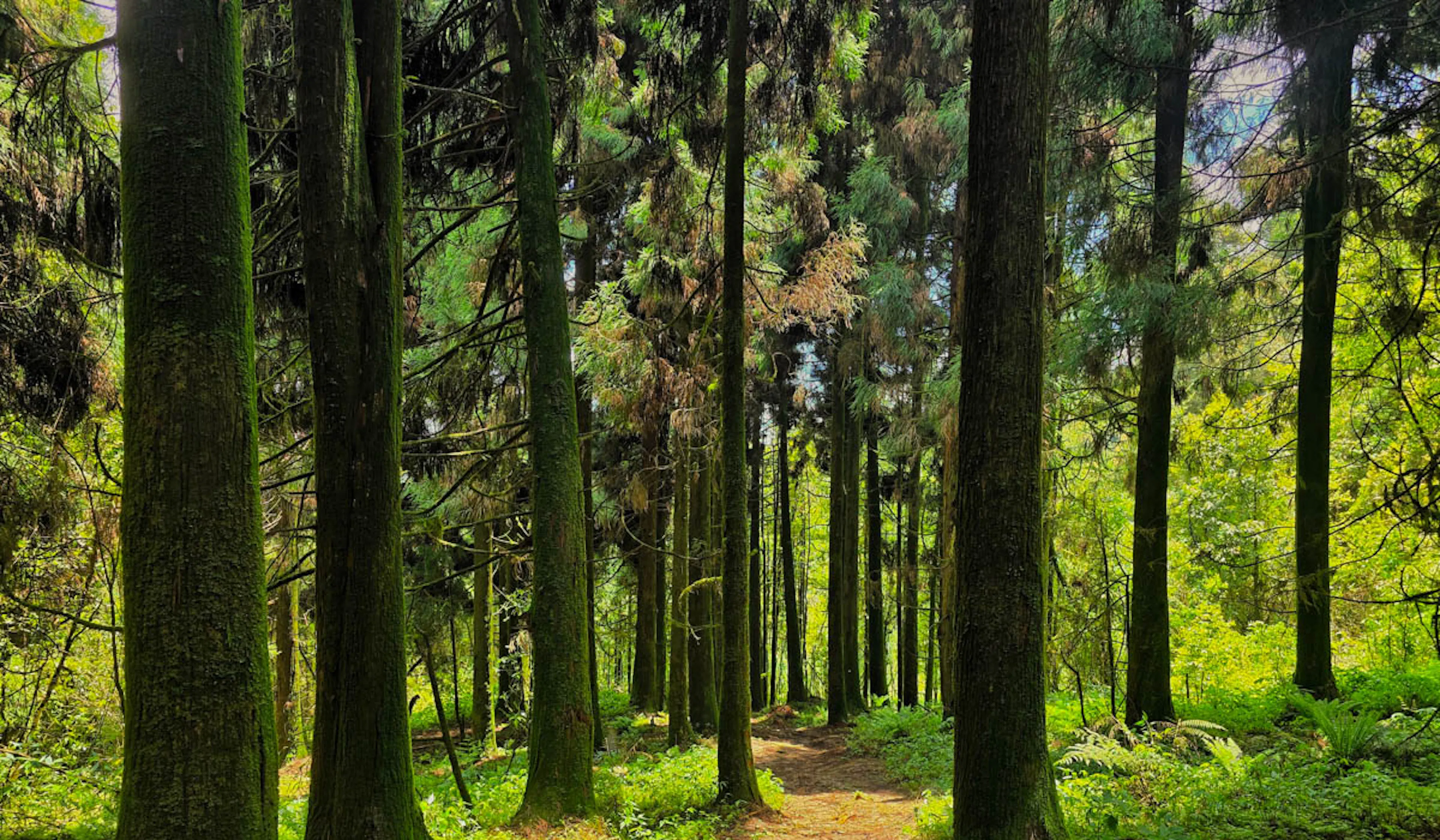 forests green and shade dark