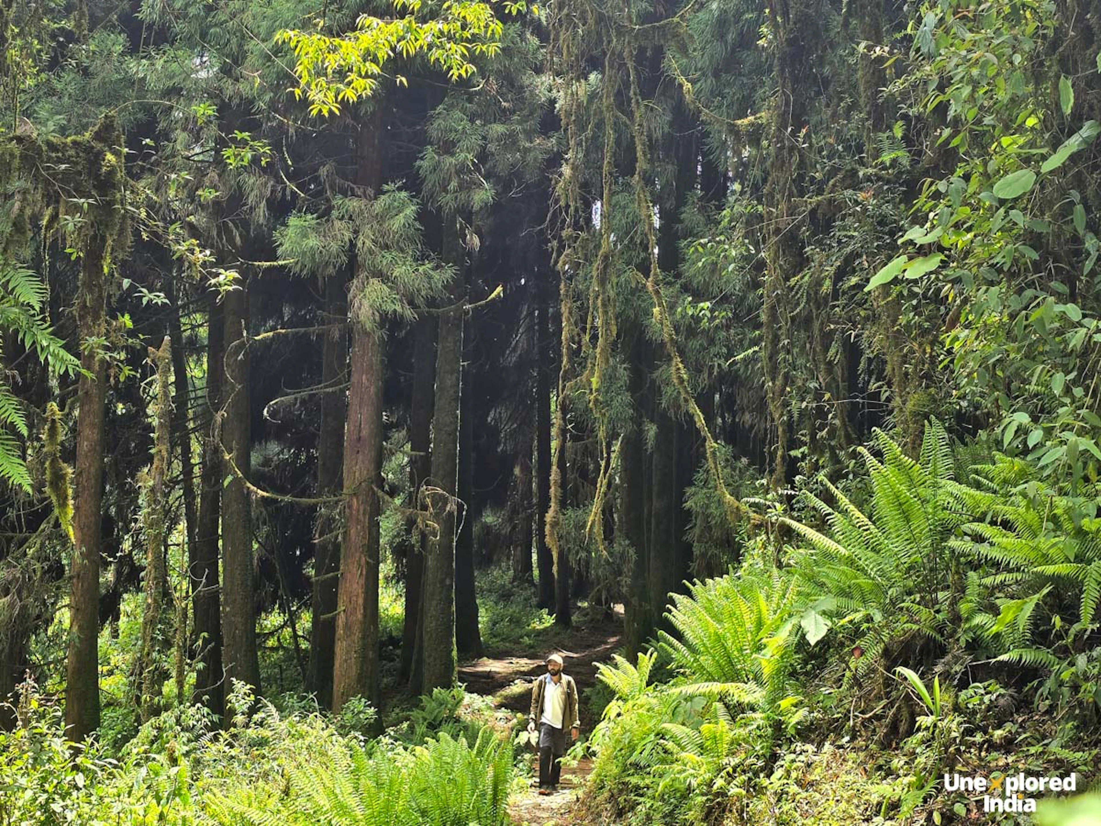 Fambong Lho Wildlife Sanctuary pine forest walk Sikkim