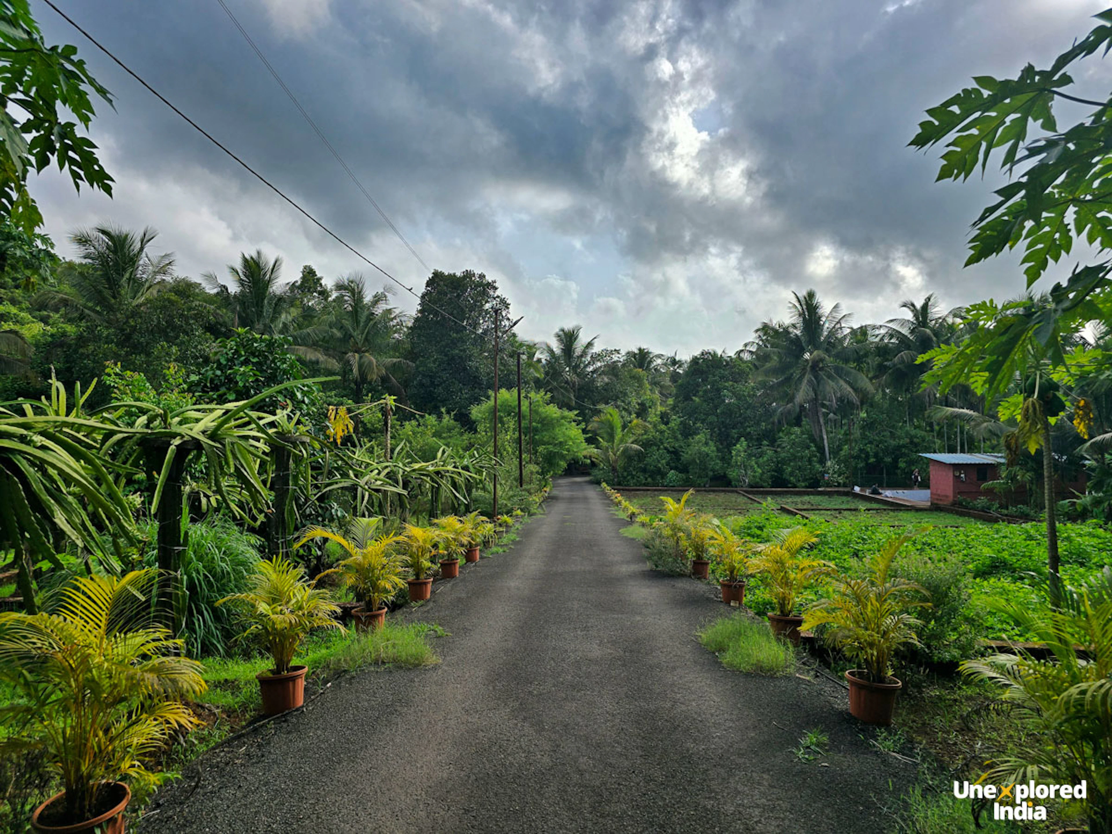 A lush Konkan farm with a narrow road lined by potted palms, tropical crops and coconut trees under cloudy skies.