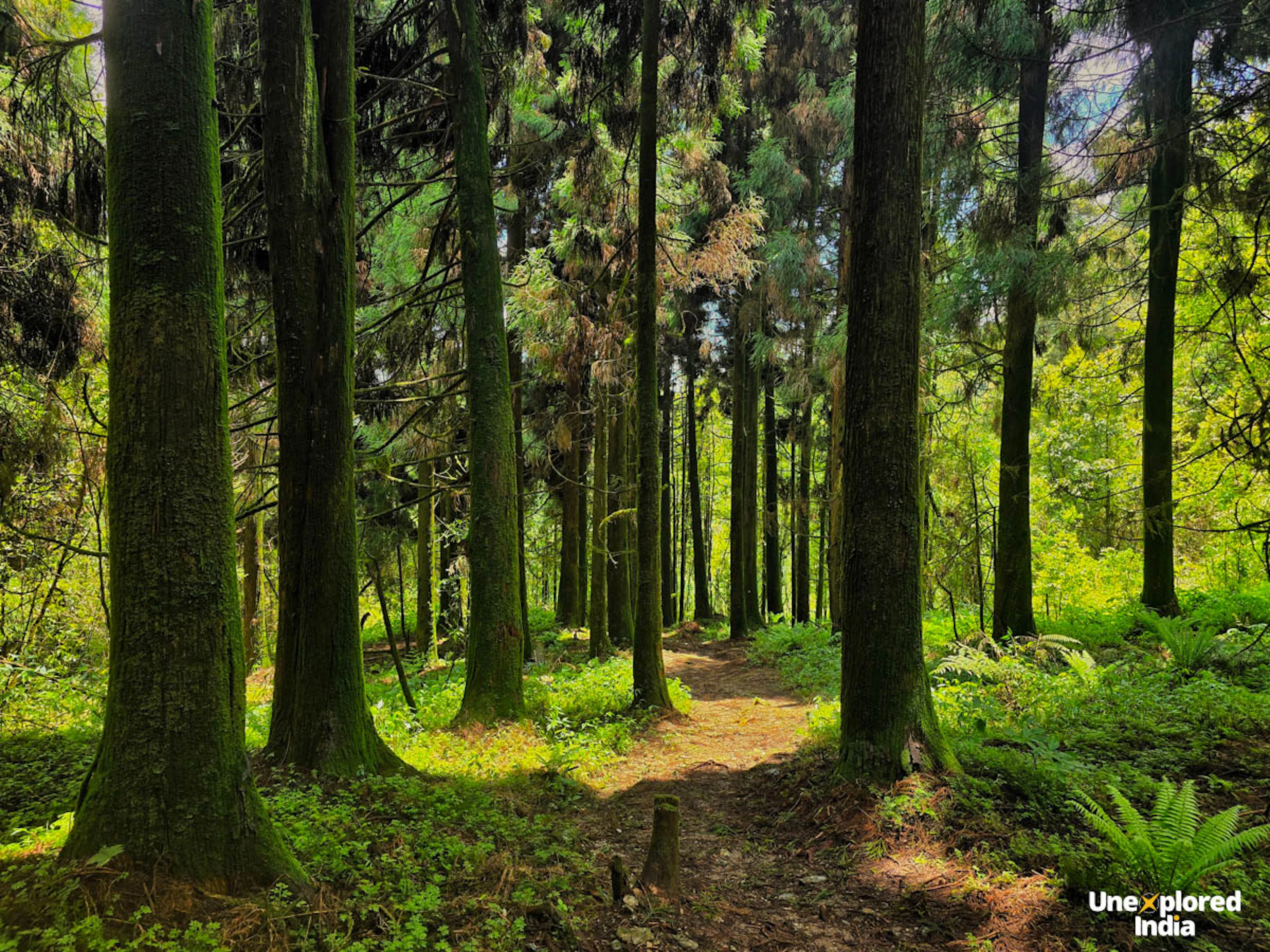 dense forests pine with green and sunlight and shade interplay sikkim