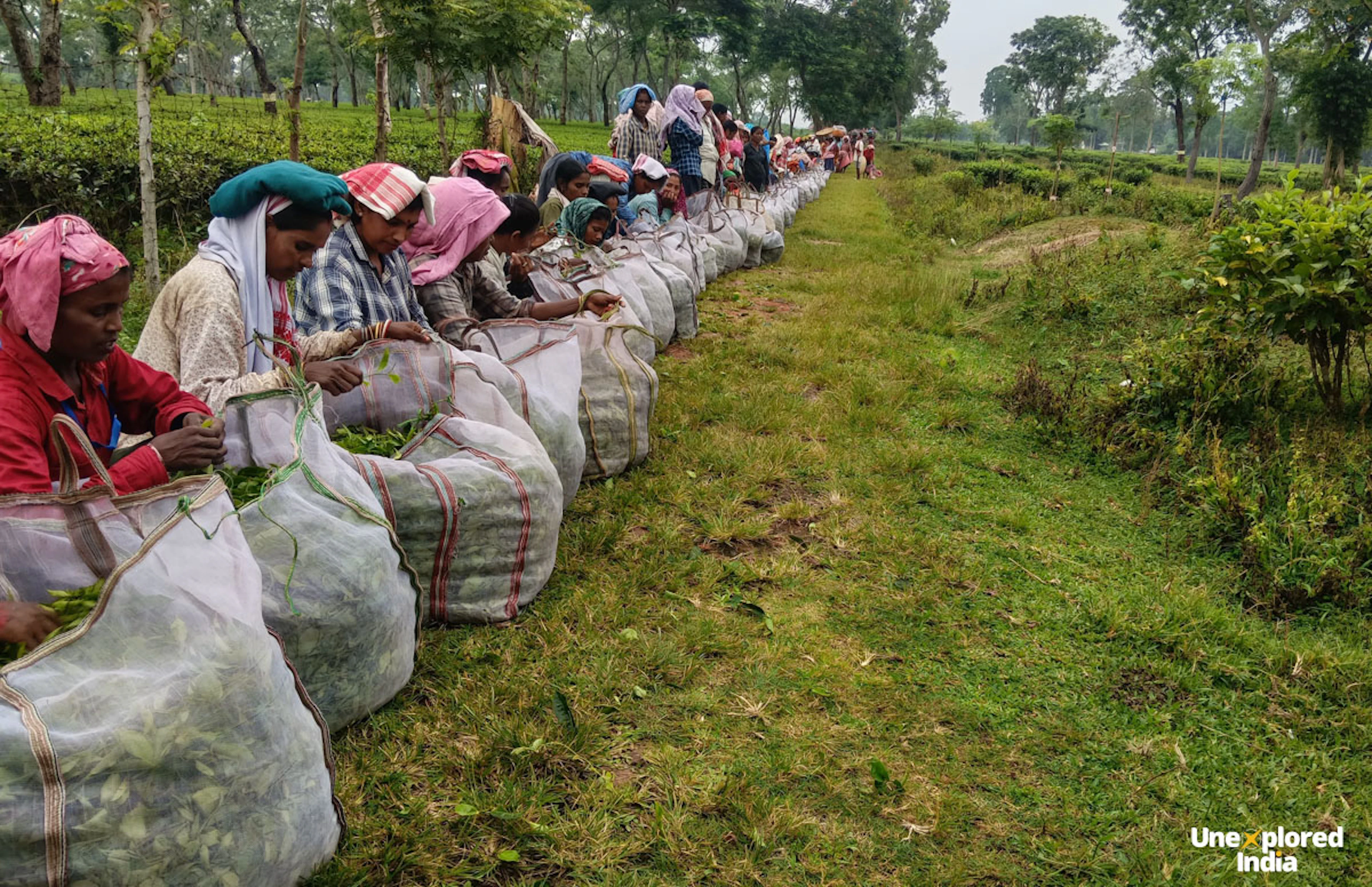 The tea picking ladies with bags filled with tea leaves in a tea estate
