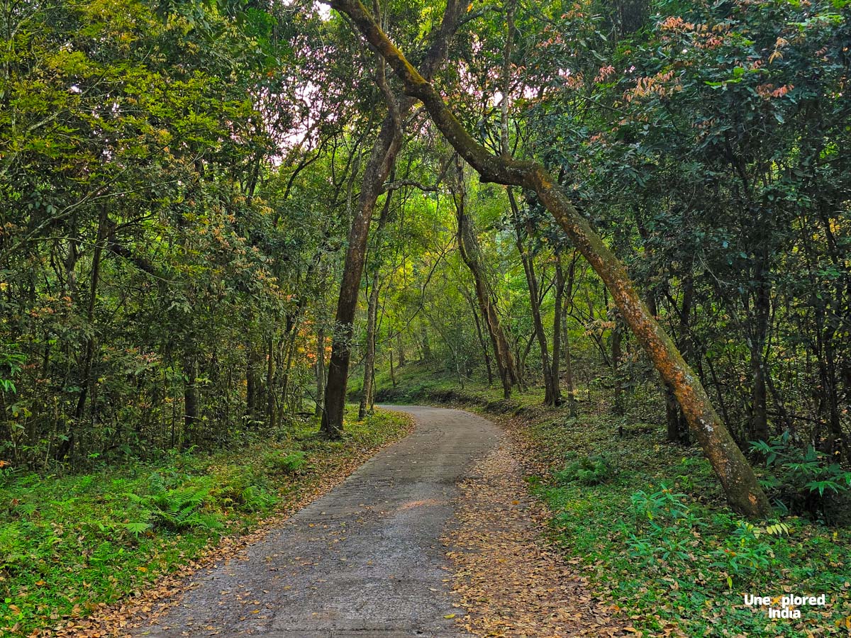 A winding road passes through a dense Nilgiris forest, surrounded by trees, ferns and lush green undergrowth.