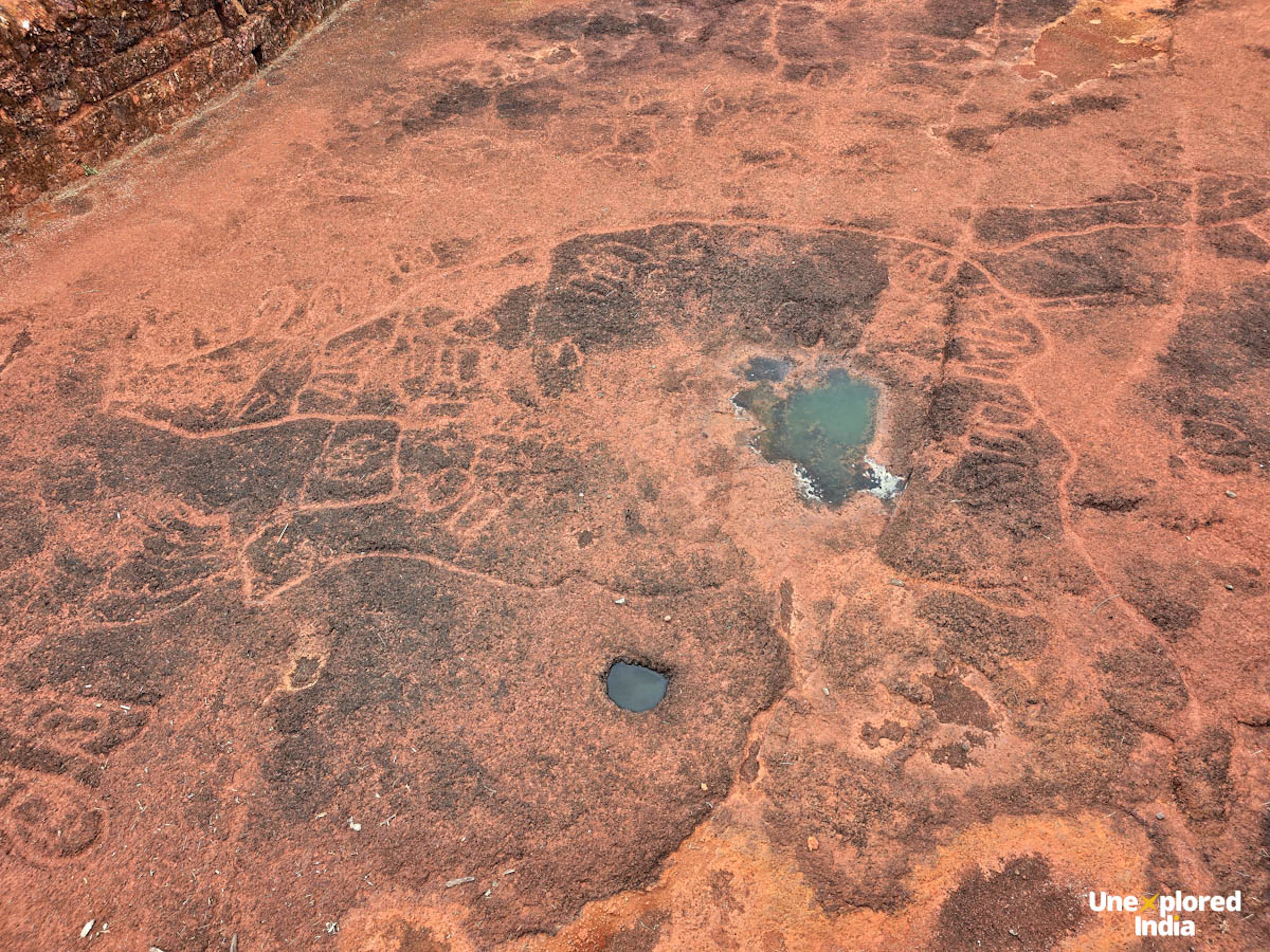 Ancient carvings of animals and human figures cover a laterite rock surface at a Ratnagiri petroglyphs site in Konkan.