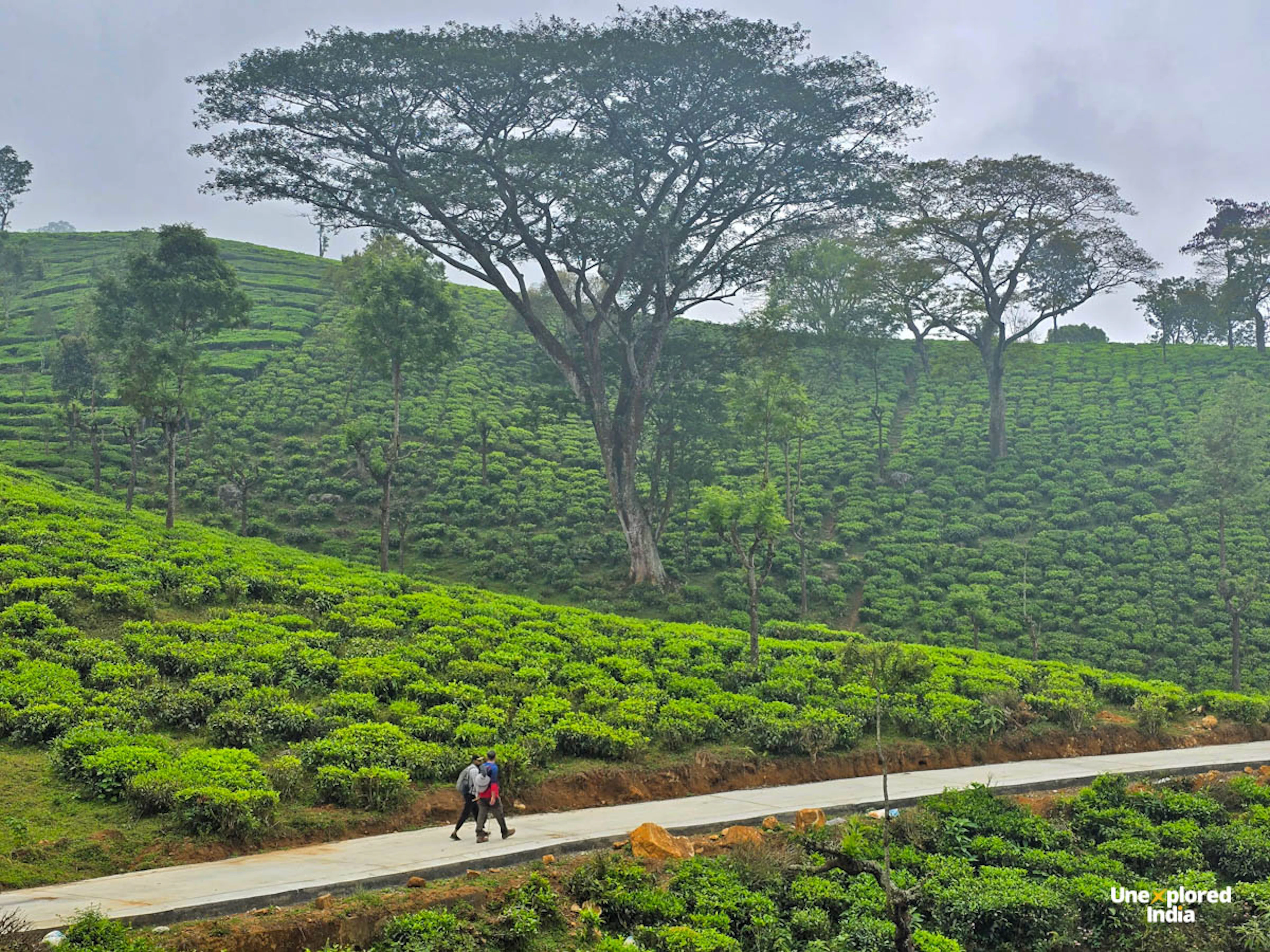 Tea plantation in the Nilgiris with lush green tea bushes and tall shade trees