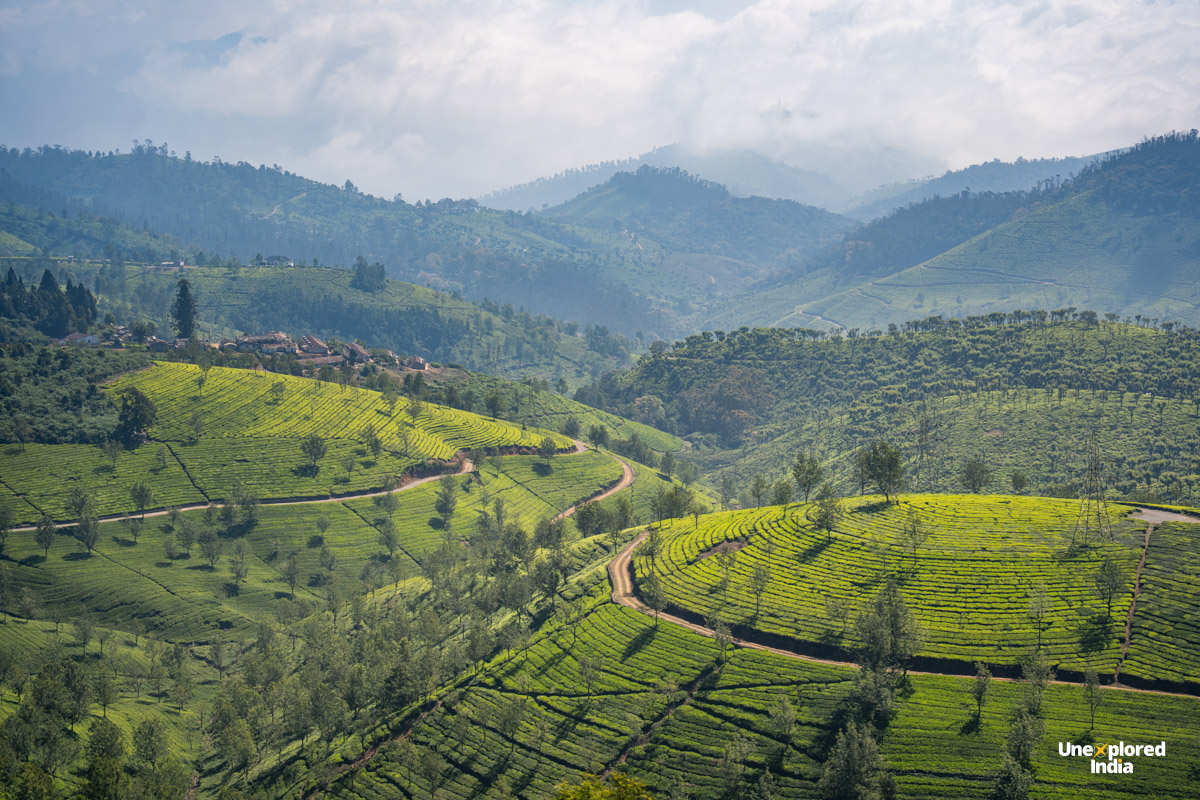 Aerial view of lush tea plantations covering the rolling hills and valleys of the Nilgiris, with winding roads and misty mountains.