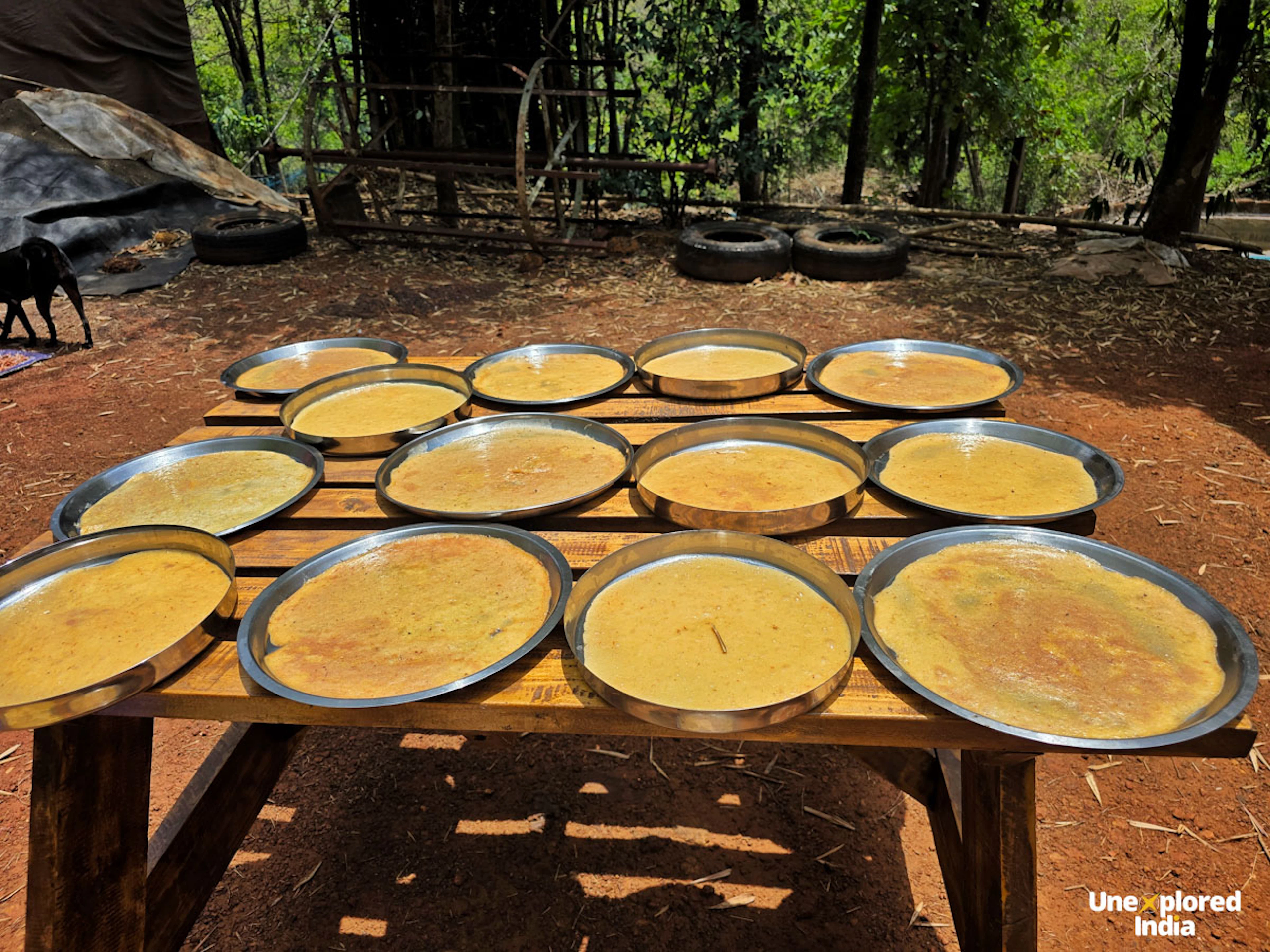 Trays of freshly prepared local food are arranged on a wooden table in a forest setting, showcasing Konkani cuisine.