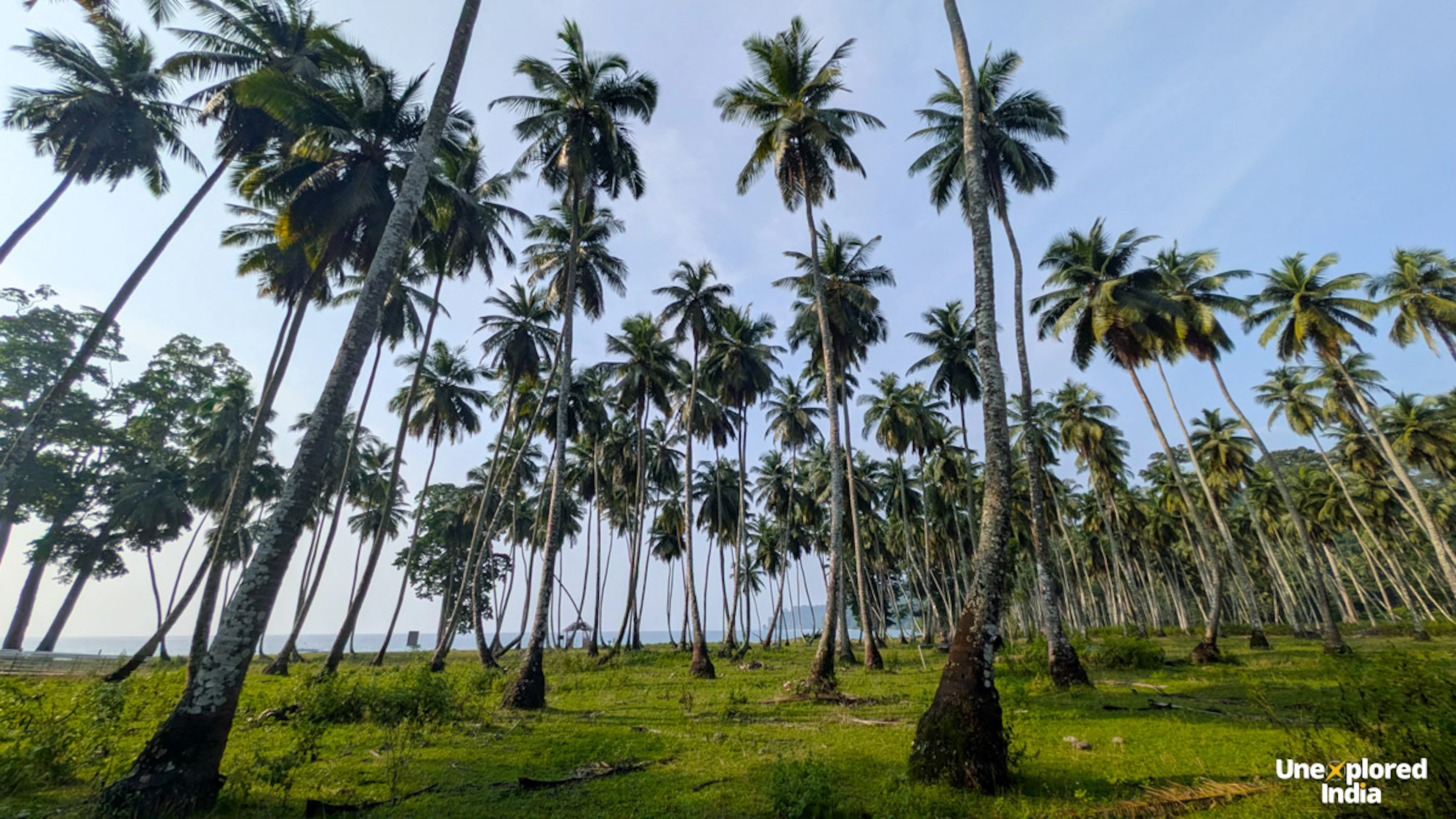 Coconut grove lining the white sand beach at Lalaji Bay, Long Island, Andaman