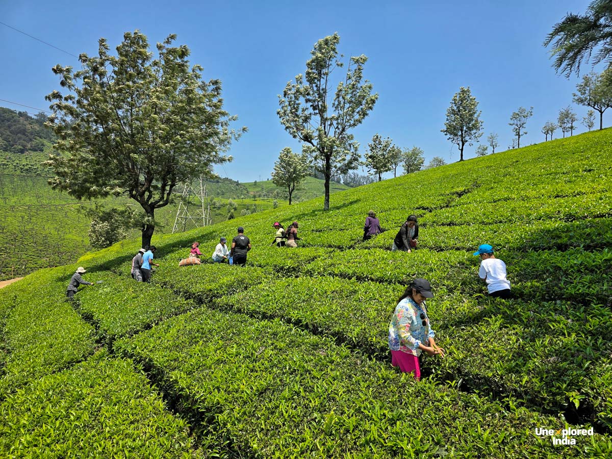 People pluck tea leaves across lush tea estates Ooty, set on rolling green hills beneath a clear blue sky.